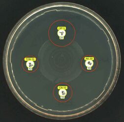 4 hour incubation EUCAST RAST plate example