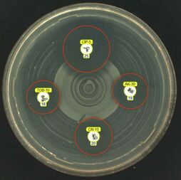8 hour incubation EUCAST RAST plate example