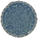 Ames Assay