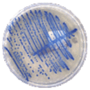 Chromogenic Agar