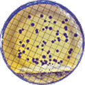 Filter Paper