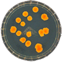 Large Colonies