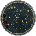 Pour Plate