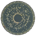 Spiral Plate